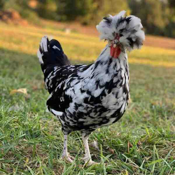 Houdan 닭 농장: 초보자를 위한 사업 시작 계획