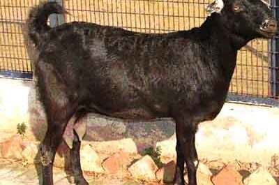 Jakharana 염소 사육: 초보자를 위한 사업 시작 계획
