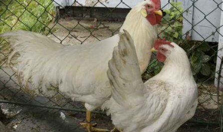 Leghorn 닭 농장: 초보자를 위한 사업 시작 계획