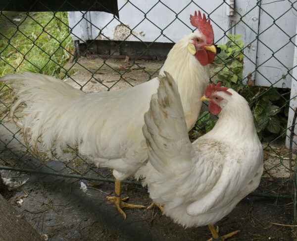 Leghorn 닭 농장: 초보자를 위한 사업 시작 계획