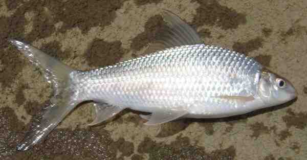 Mrigal 물고기: 특성, 먹이주기, 사육 및 전체 정보