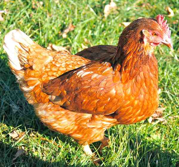 Red Shaver 치킨: 특성, 기질 및 전체 품종 정보