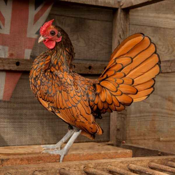 Sebright 닭 농장: 초보자를 위한 사업 시작 계획