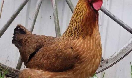 Welsummer 닭 농장: 초보자를 위한 사업 시작 계획