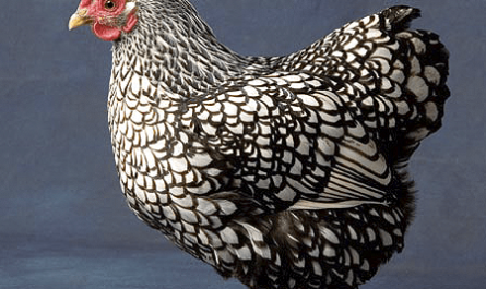 Wyandotte 치킨: 특성, 기질 및 전체 품종 정보