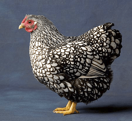 Wyandotte 닭 농장: 초보자를 위한 사업 시작 계획