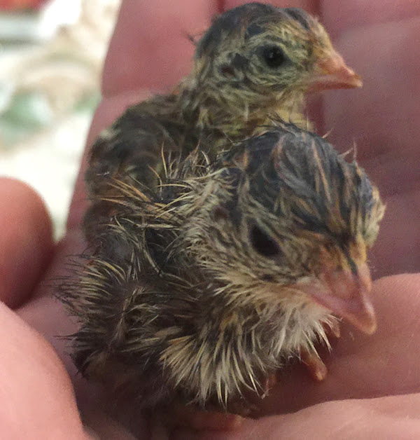 caring quail chicks, caring baby quail, how to care quail chicks, how to care for quail chicks, quail chicks care, baby quail caring, baby quails care