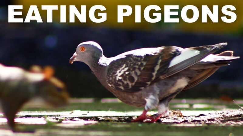 다마신 비둘기: 특성, 용도 및 품종 정보