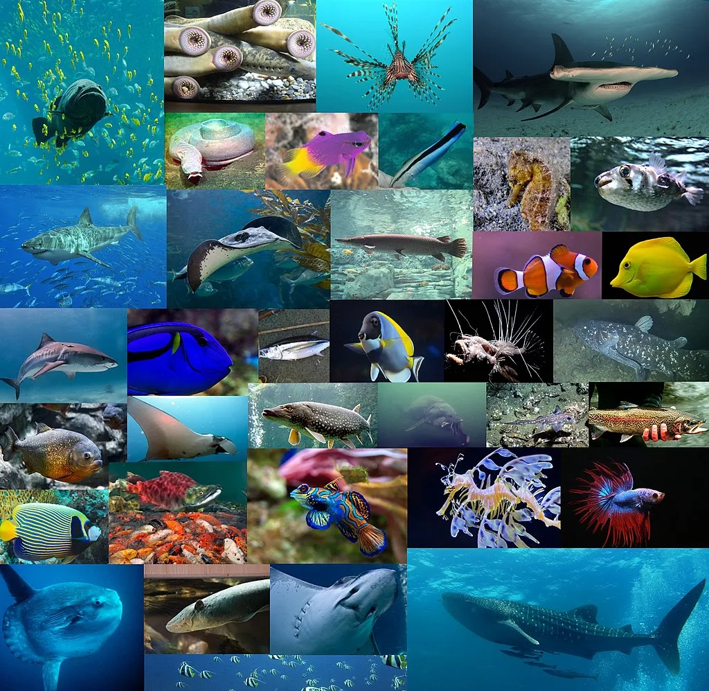 물고기의 분류: 물고기의 과학적 분류