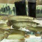 바라문디 물고기: 특성, 먹이주기, 사육 및 전체 정보