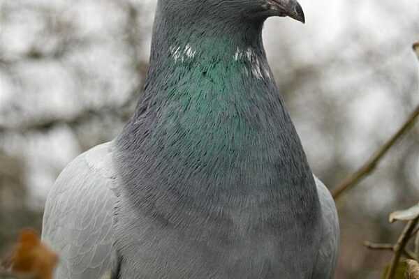 베를린 긴얼굴 텀블러 비둘기: 생김새 및 품종 정보