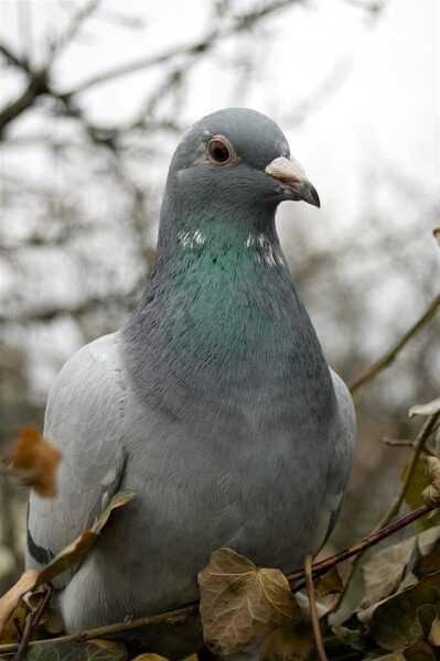 베를린 긴얼굴 텀블러 비둘기: 생김새 및 품종 정보