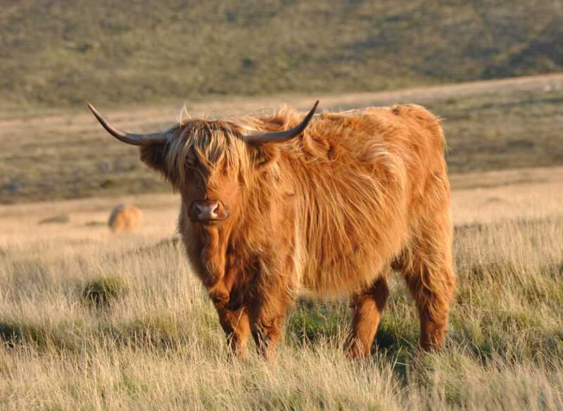벨기에 붉은 소: 특성 및 품종 정보