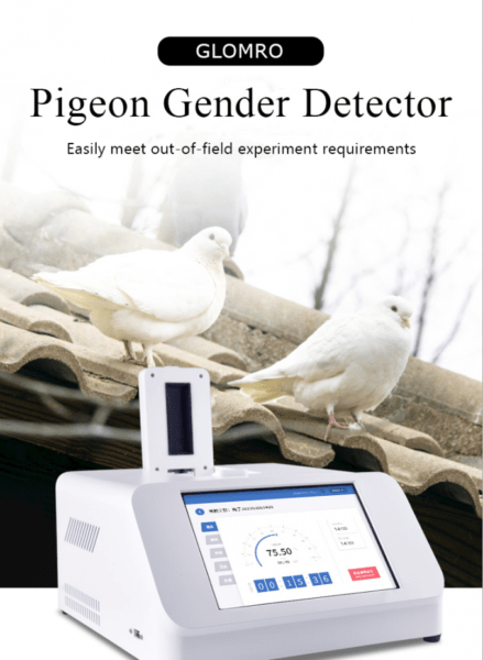 비둘기 성별 확인: 비둘기 성별 확인 방법