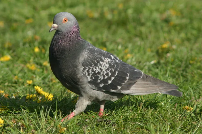 색슨 페어리 제비 비둘기 : 특성 및 품종 정보
