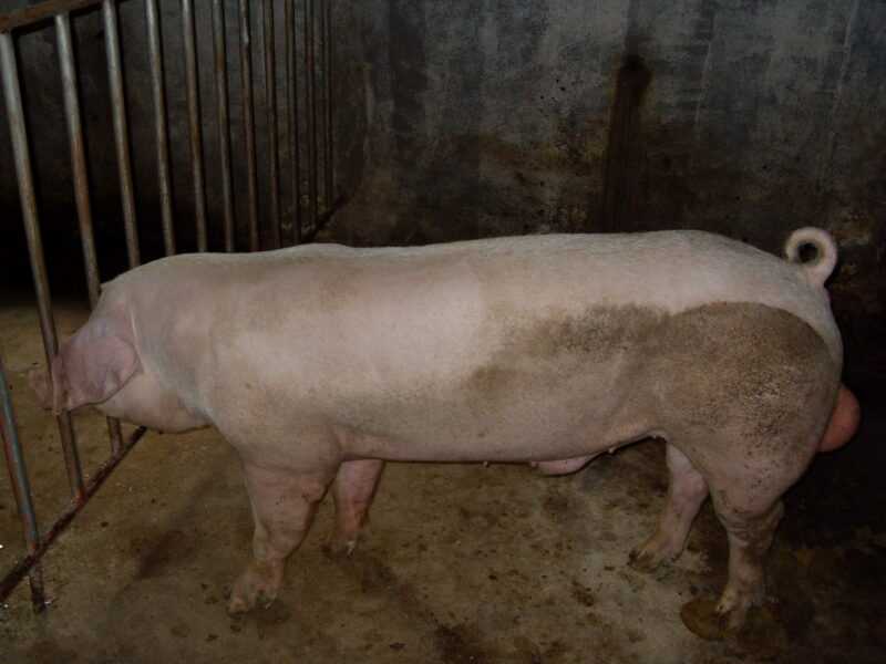 스웨덴 랜드레이스 돼지: 특성, 원산지 및 품종 정보