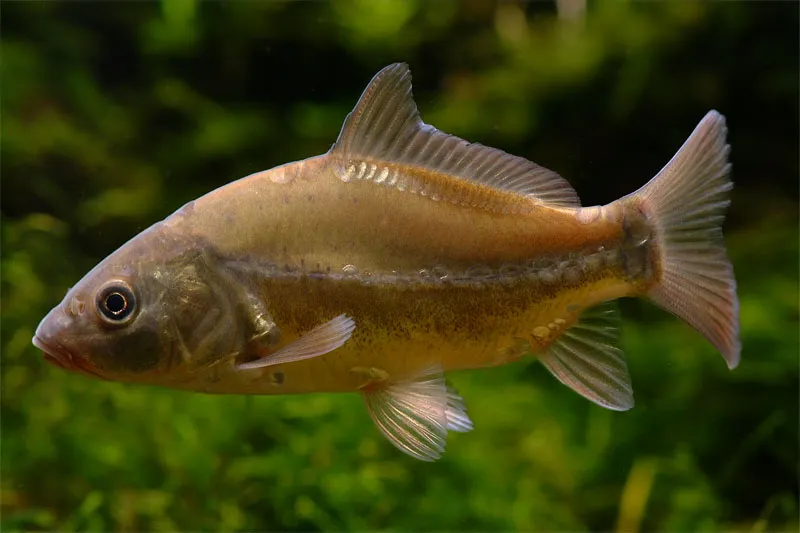 자연 물고기 먹이: 물고기가 연못에서 자연적으로 먹는 것