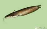잔디 잉어 물고기: 특성, 먹이 주기, 사육 및 전체 정보