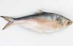 Hilsa 물고기: 방글라데시 및 남아시아의 매우 귀중한 물고기 종