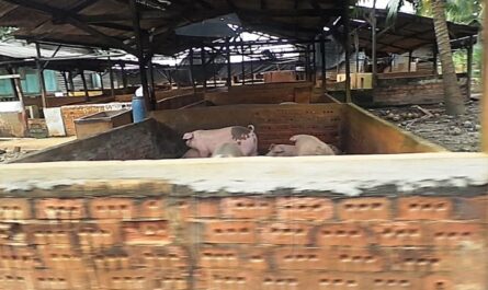 Bagaimana memulakan penternakan babi di Nigeria