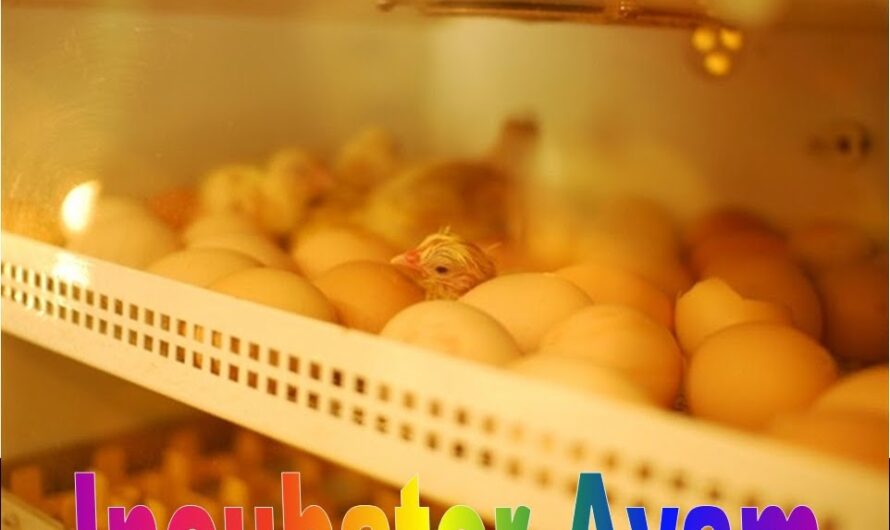 Contoh rancangan perniagaan untuk inkubator telur ayam