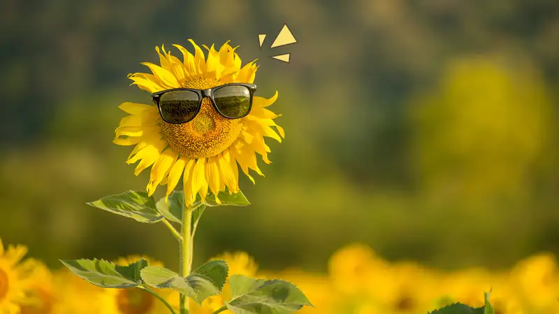 Contoh rancangan perniagaan untuk menanam bunga matahari