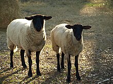 Domba Columbia: ciri keturunan, asal usul, kegunaan dan maklumat