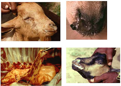 Jangkitan pernafasan atas pada kambing: tanda dan gejala