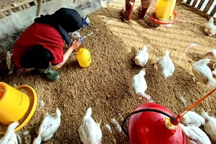 Menjauhkan Burung Liar dari Kandang Ayam: Panduan Pemula Terbaik