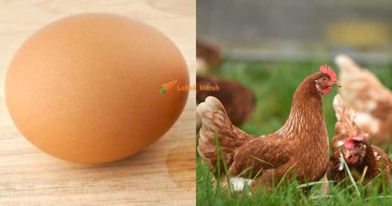 Adakah mempunyai ayam jantan meningkatkan pengeluaran telur?