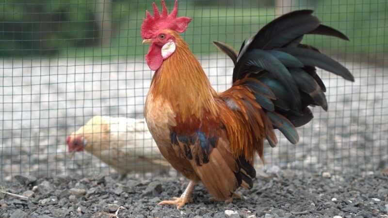 Cara Mengenal Ayam: Panduan Pemula Mengenal Ayam