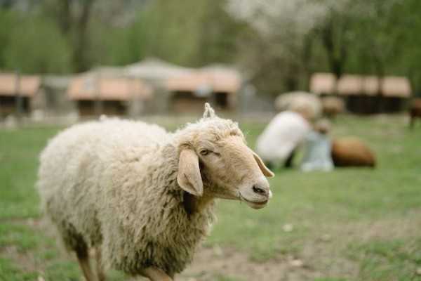 Domba Karayaka: ciri, asal usul, kegunaan dan maklumat baka