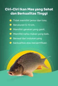 Ikan emas biasa: ciri, diet, pembiakan dan penggunaannya