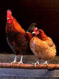 Jenis ayam jantan yang berbeza: pelbagai jenis ayam jantan untuk membiak