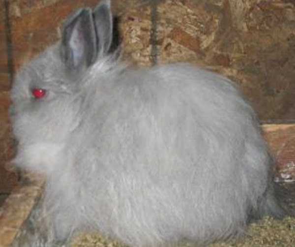 Jersey Woolly Rabbit: Ciri, Kegunaan dan Maklumat Baka Lengkap