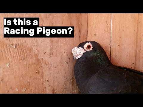 Komorner Tumbler Pigeon: ciri dan maklumat pembiakan