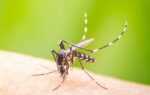 Kos, keuntungan dan ciri francais Mosquito Squad