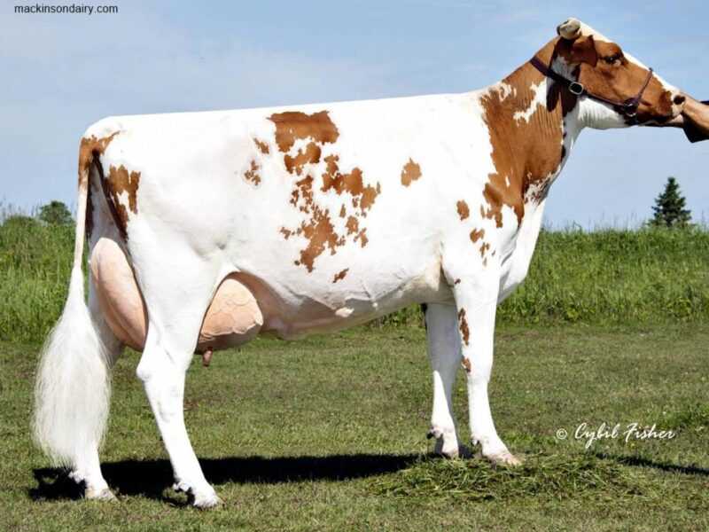 Lembu Ayrshire: ciri, kegunaan, asal dan pengeluaran susu