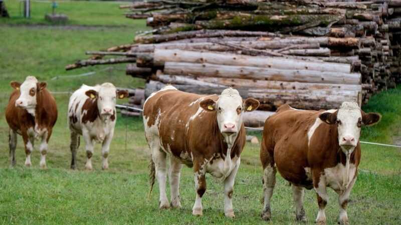 Lembu dari Lembah Asturias: membiakkan ciri dan maklumat