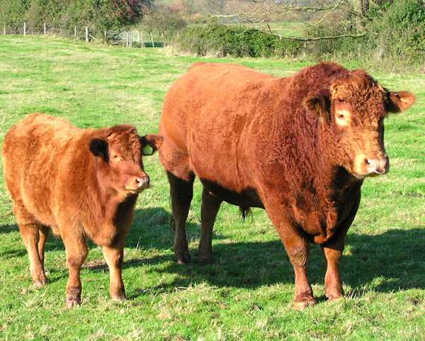 Lembu Devon Selatan - Ciri, Kegunaan dan Maklumat Breed Lengkap