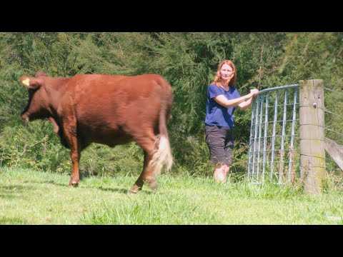 Lembu Rubia Galicia: ciri dan maklumat pembiakan