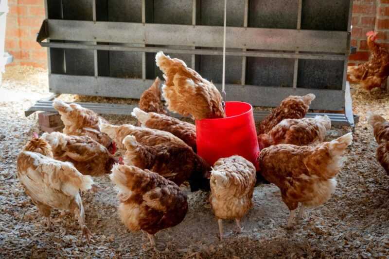 Menjaga Ayam Sejuk dalam Cuaca Panas: Cara Memelihara Ayam Sejuk