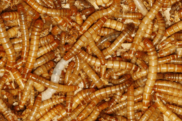 Voorbeeld van een businessplan voor het kweken van wormen