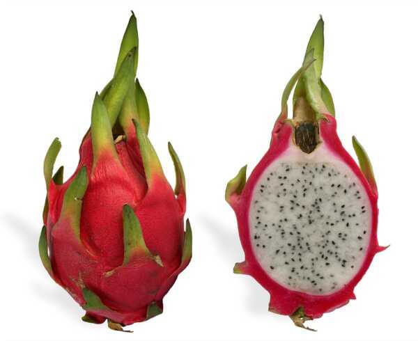 Drakenfruitteelt: pitayateelt voor beginners