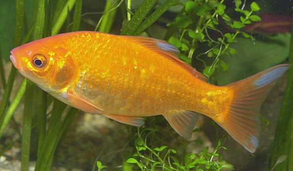 Gewone goudvis: kenmerken, dieet, voortplanting en gebruik