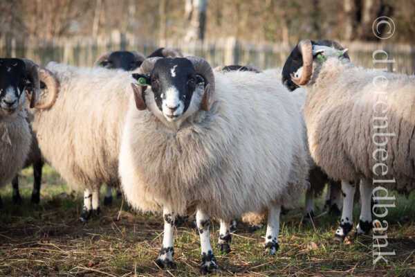 Schotse Blackface-schapen: raskenmerken, gebruik en informatie