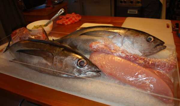 Skipjack tonijn: kenmerken, voeding, fokken en gebruik