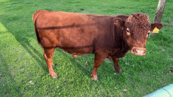 South Devon Cattle - Complete raskenmerken, gebruik en informatie