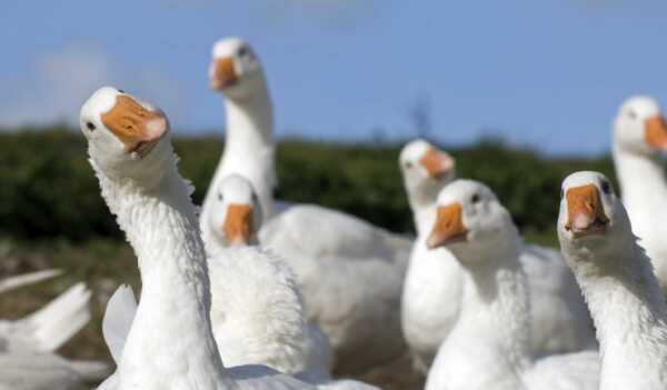 Voor- en nadelen van het fokken van ganzen