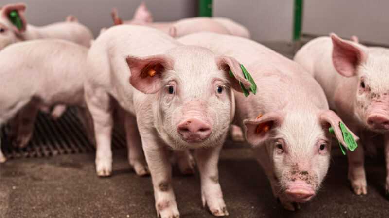 Er griseoppdrett lønnsomt? Etablerte fakta